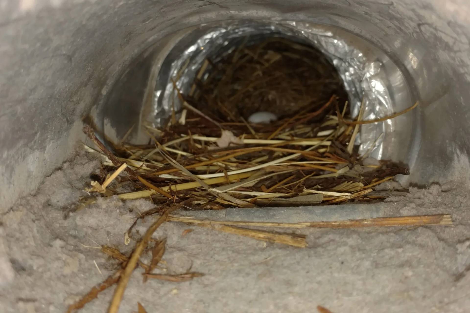 Miles and Teresa Tuffli; I’m Birding Right Now https://imbirdingrightnow.com